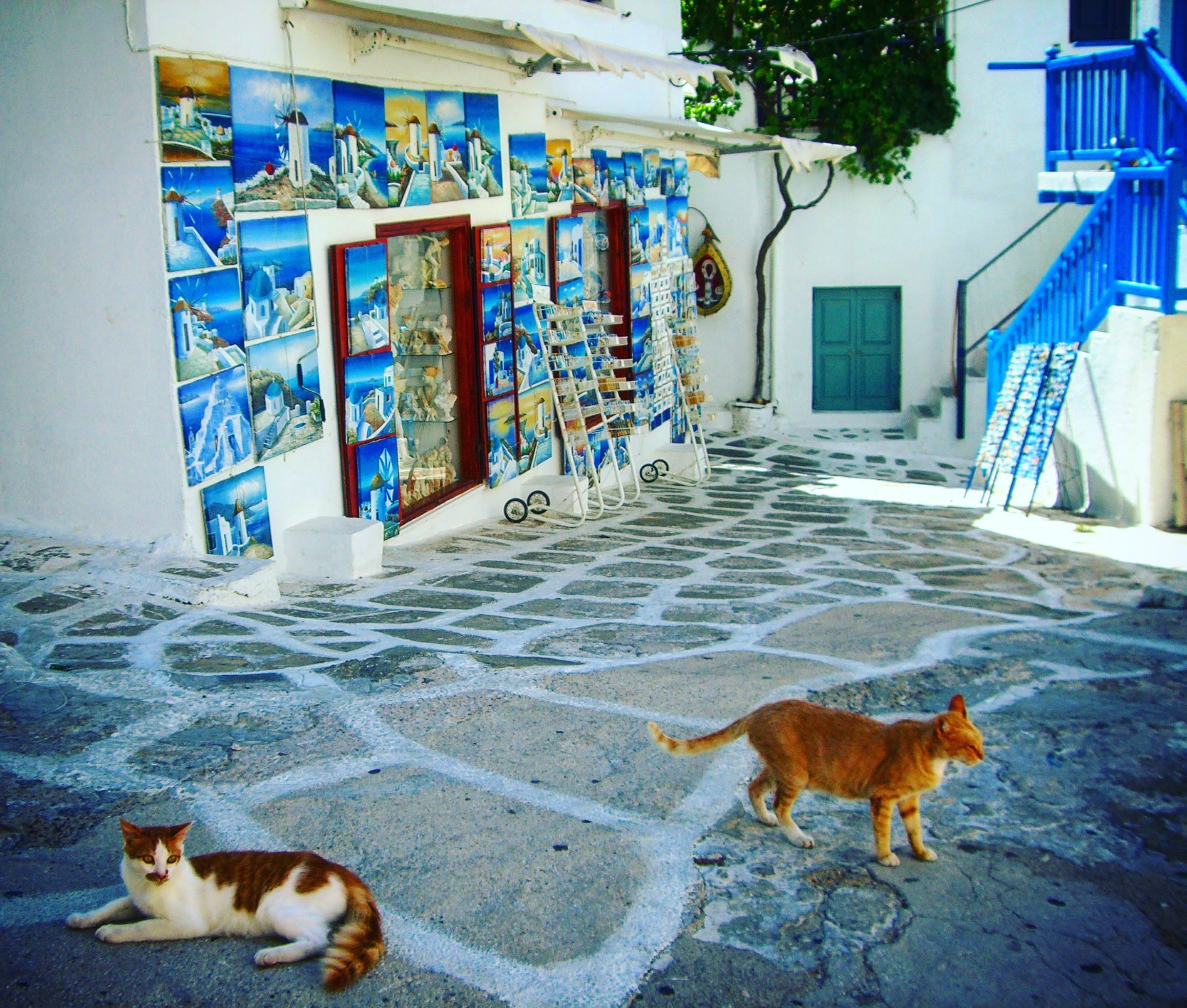 ruelles de Mikonos, chats