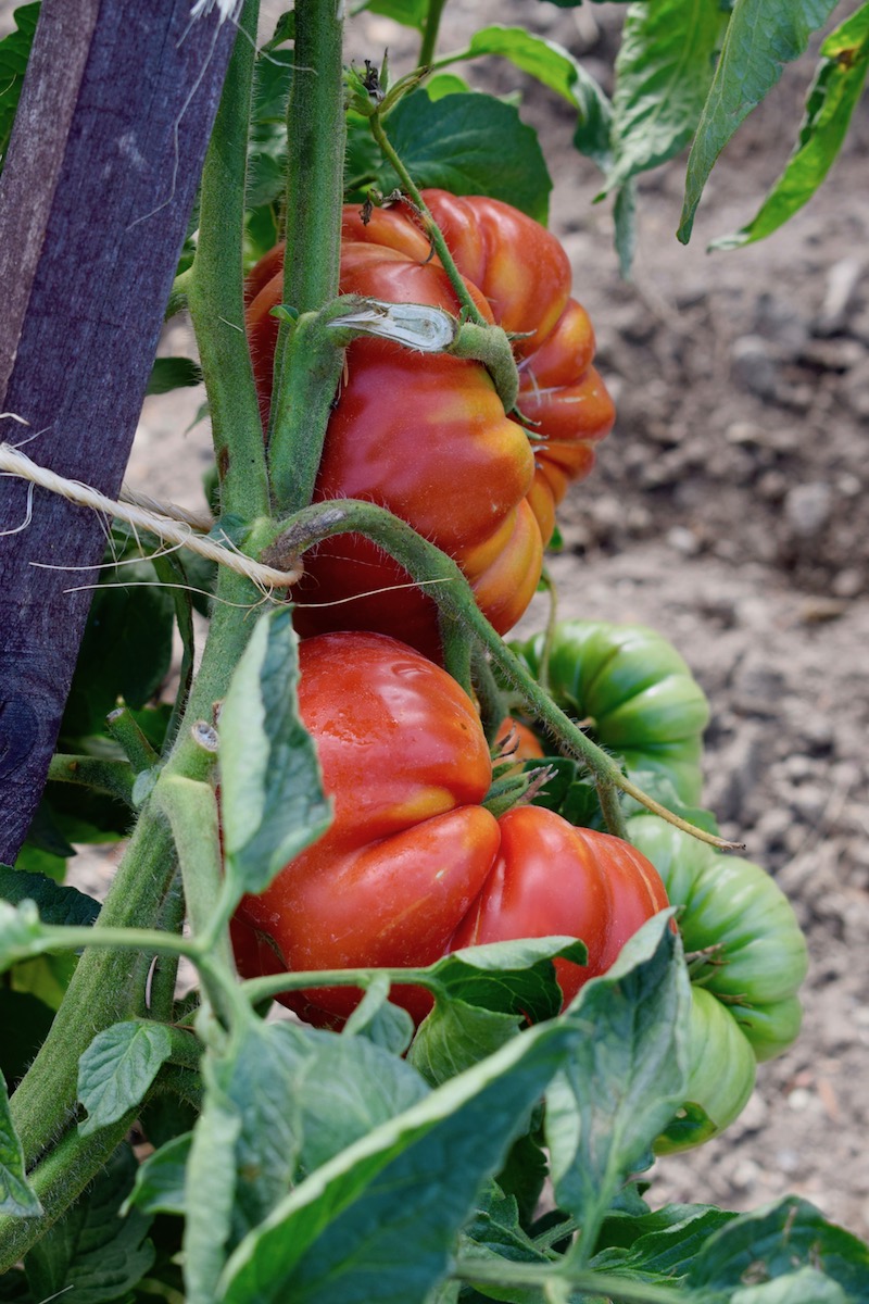 festival de la tomate et des saveurs 2018