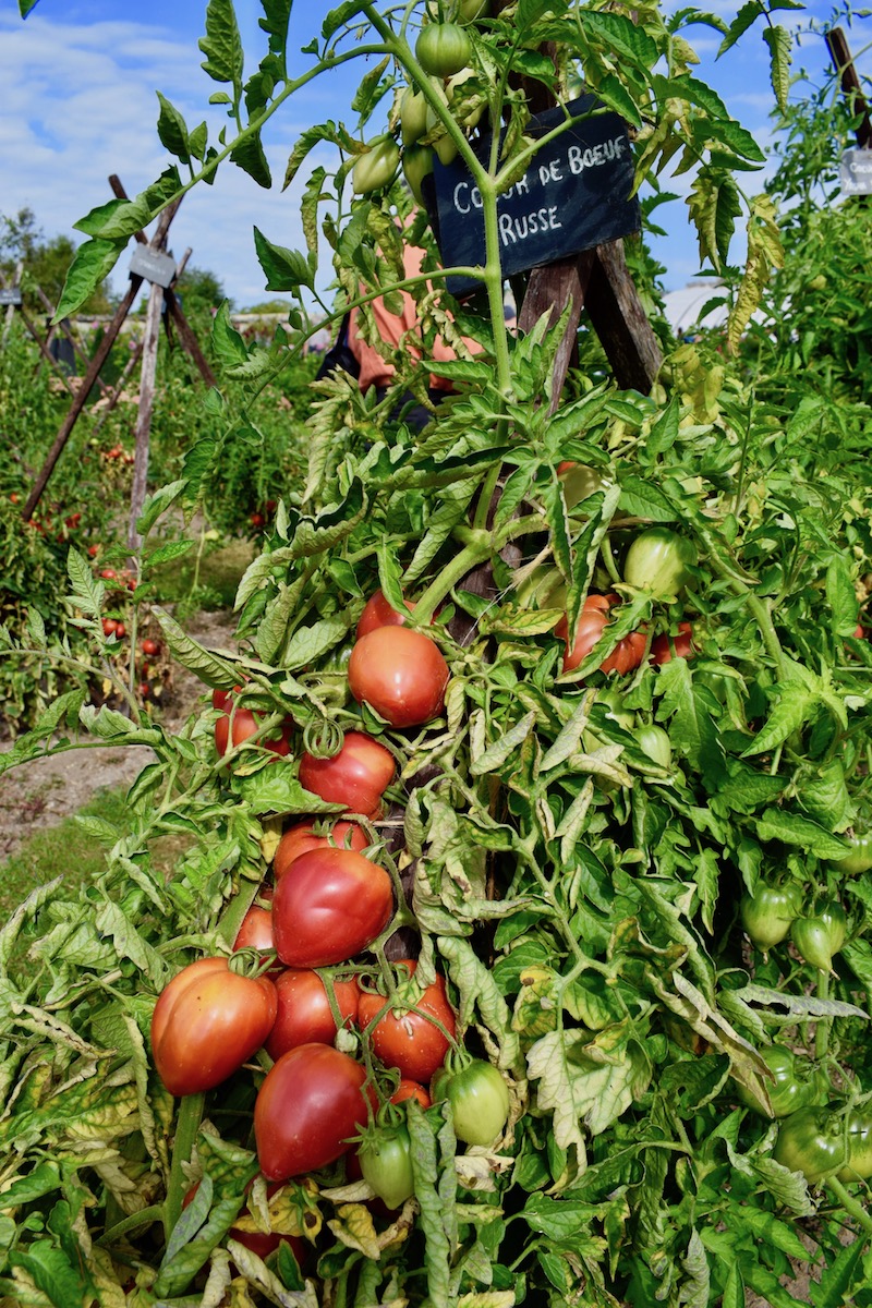 festival de la tomate et des saveurs 2018