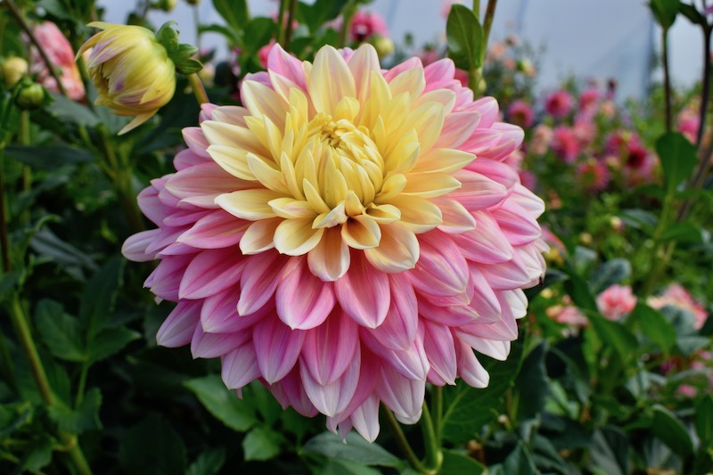 festival de la tomate et des saveurs 2018