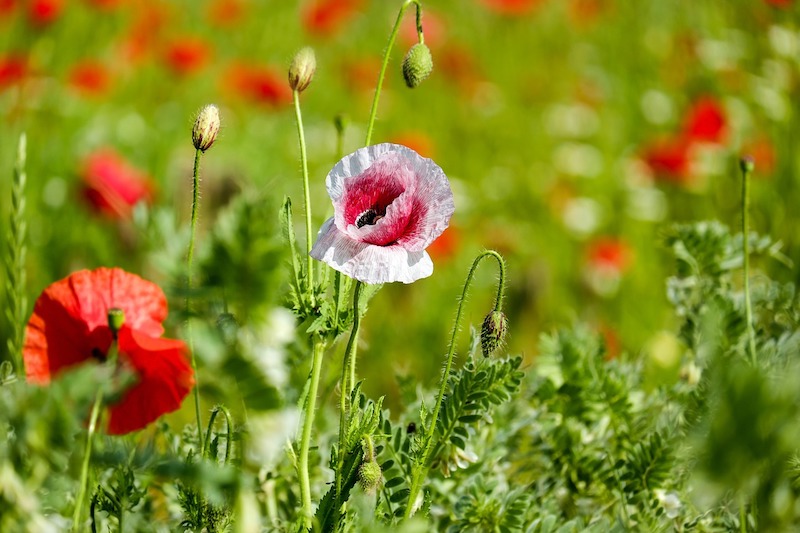 klatschmohn-2426965_1280