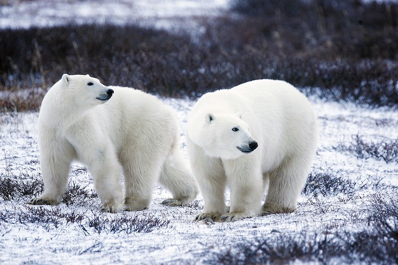 polar-bears-1665367_1280